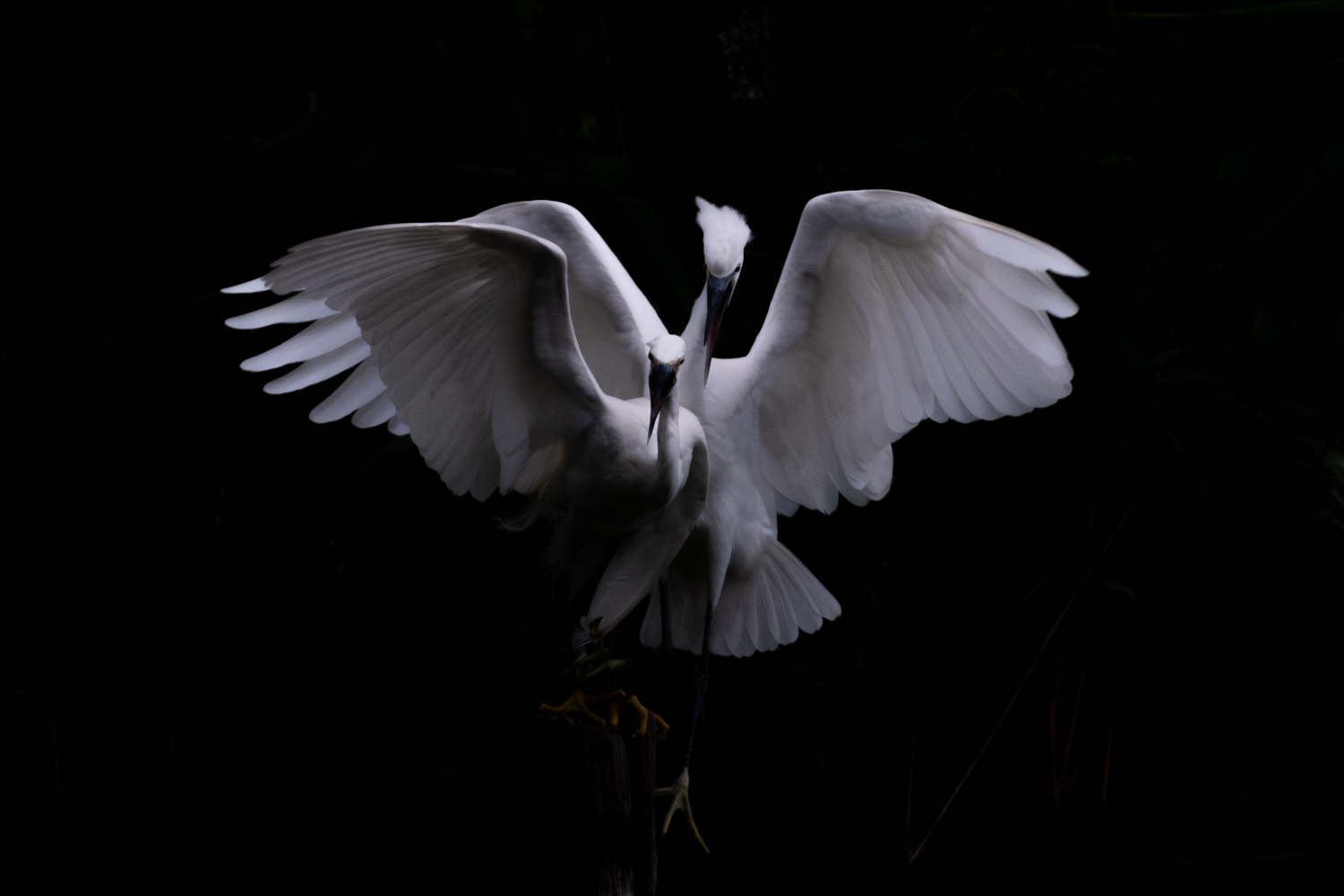 Little egret (Egretta garzetta)