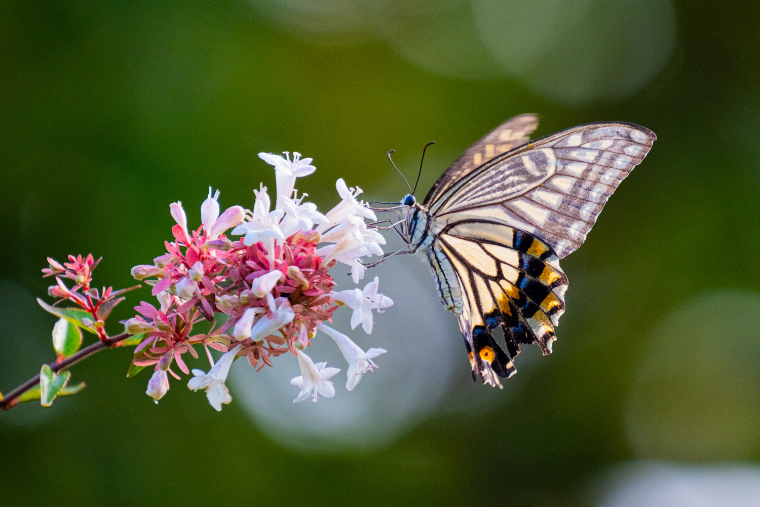 Asian swallowtail (papilii xuthus)