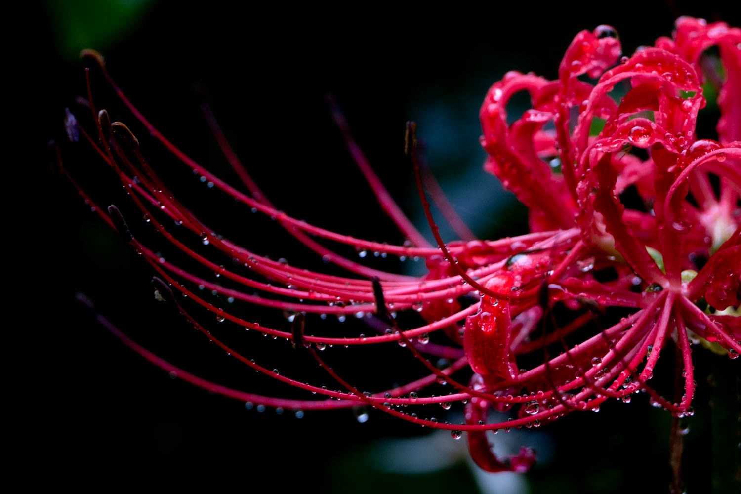 Lycoris