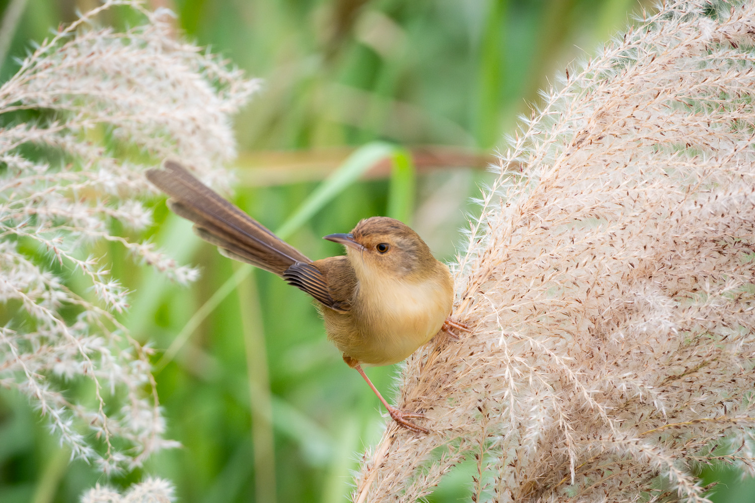 Plain prinia (Prinia inornata flavirostris)