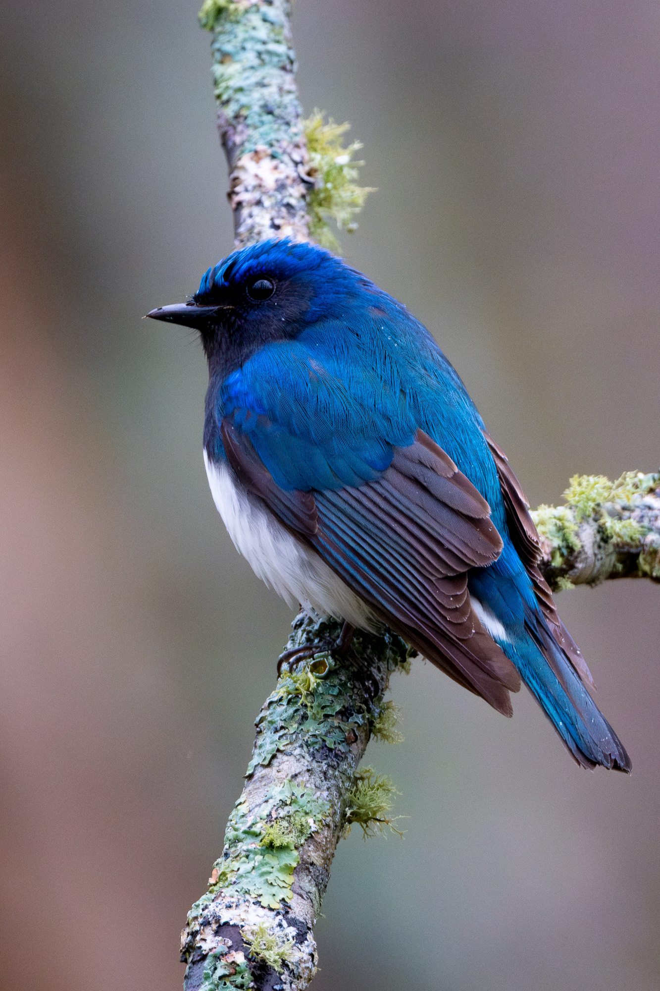 Blue and white flycatcher (Cyanoptila cyanomelana)