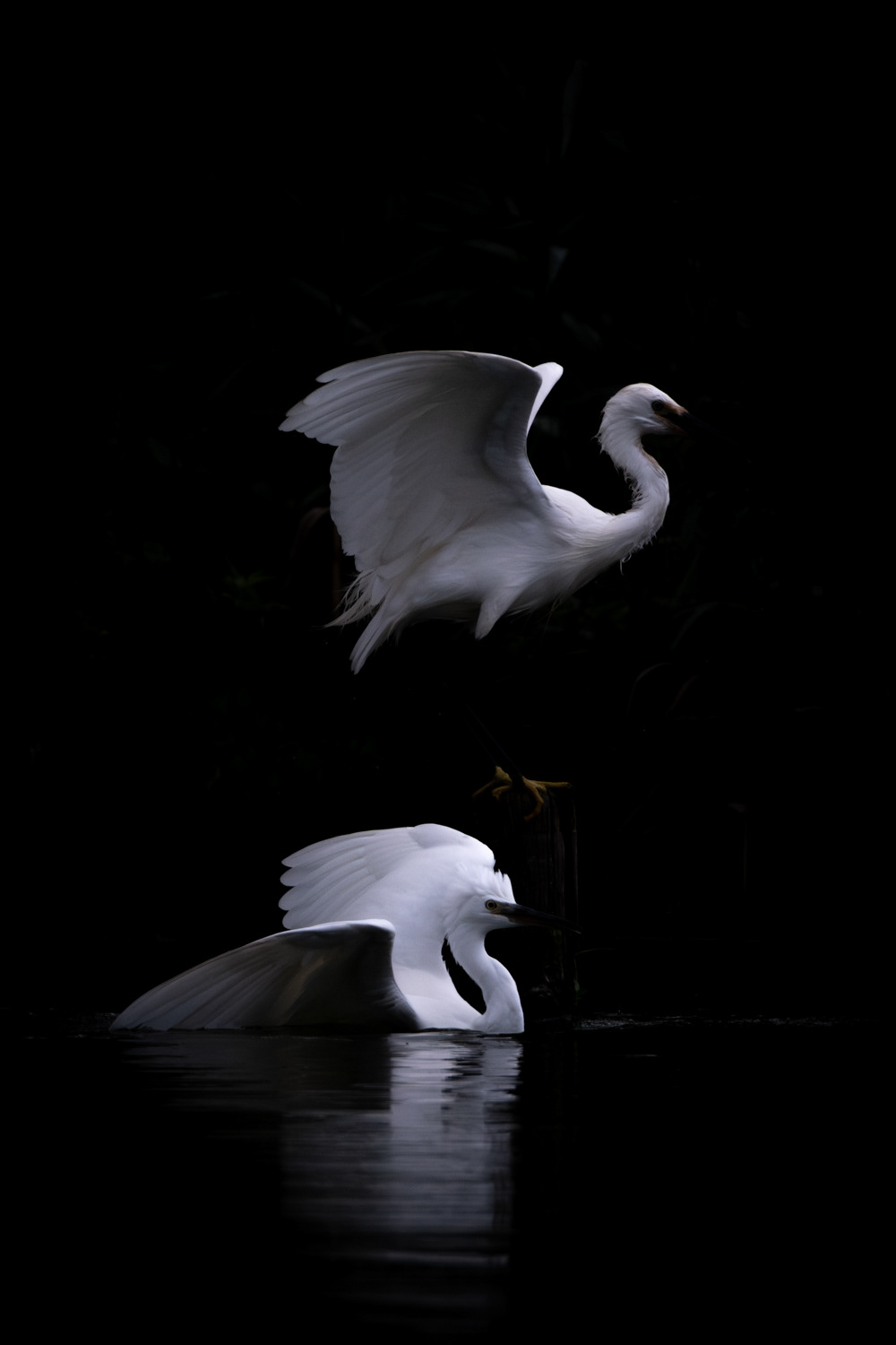 Little egret (Egretta garzetta)