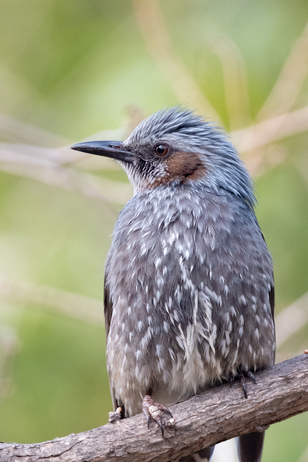 Brown-eared bulbul (Hypsipetes amaurotis)