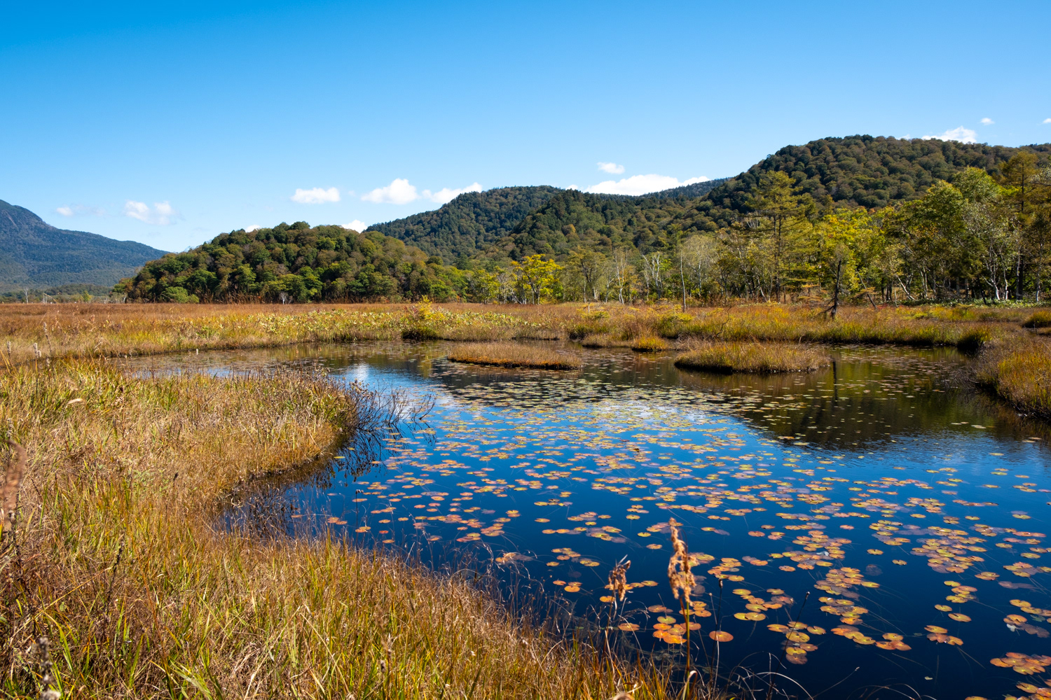 Marshland in Oze National Park