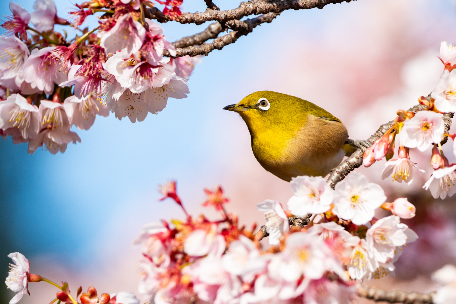 Warbling white-eye (Zosterops japonicus)