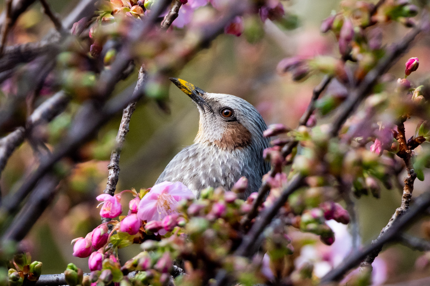 Brown-eared bulbul (Hypsipetes amaurotis)