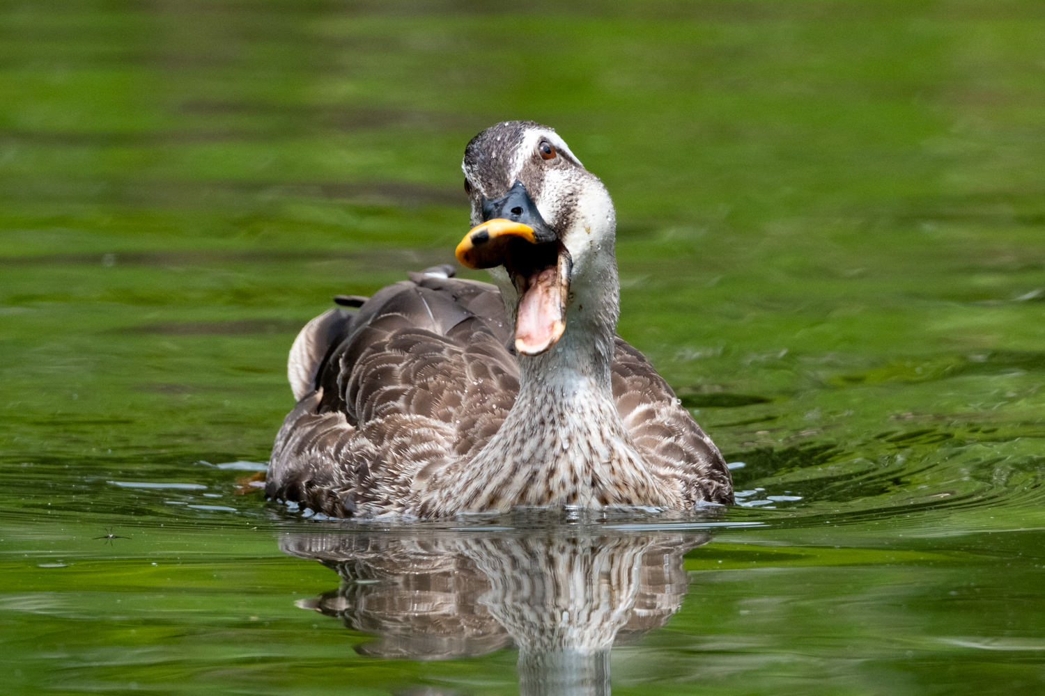 Eastern Spot-billed duck (Anas zonorhyncha)