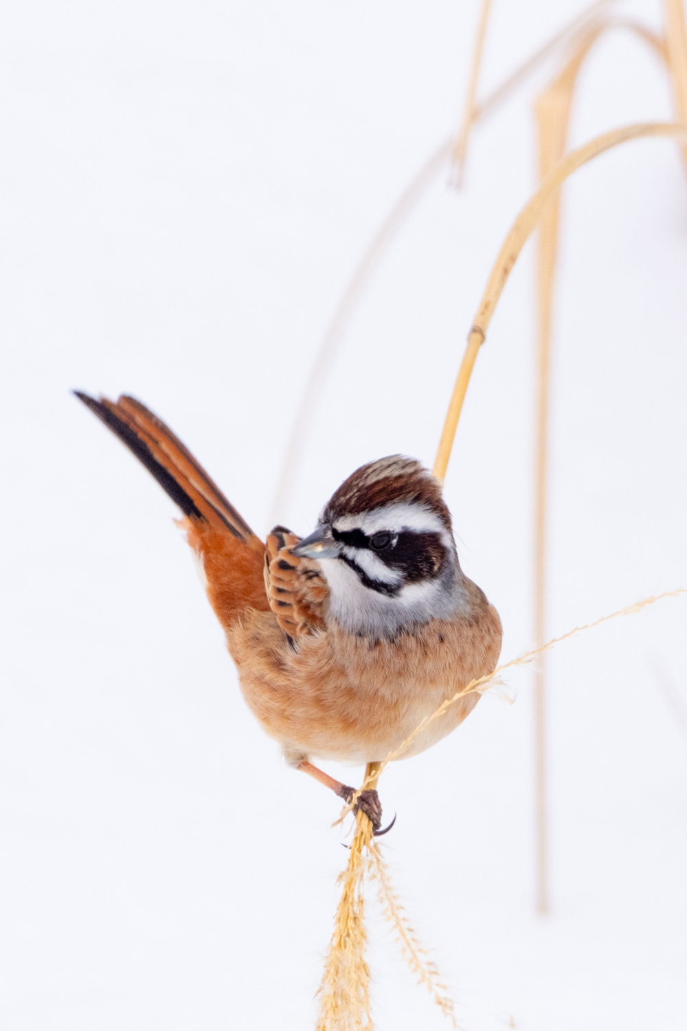 Meadow bunting (Emberiza cioides)