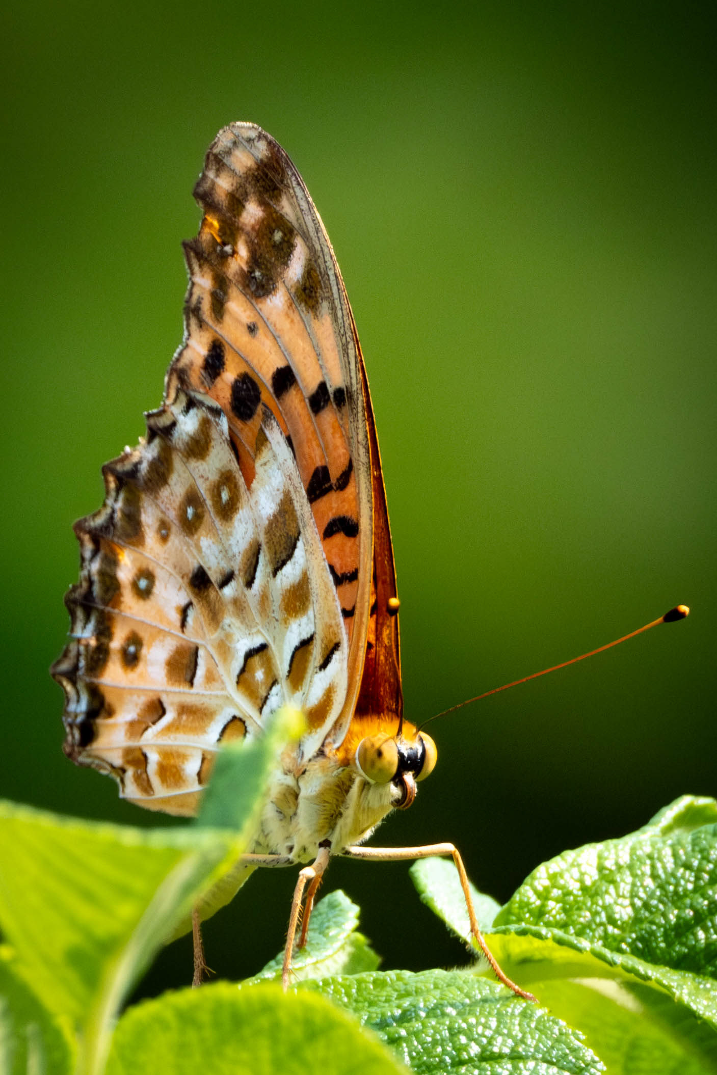 Vanessa cardui