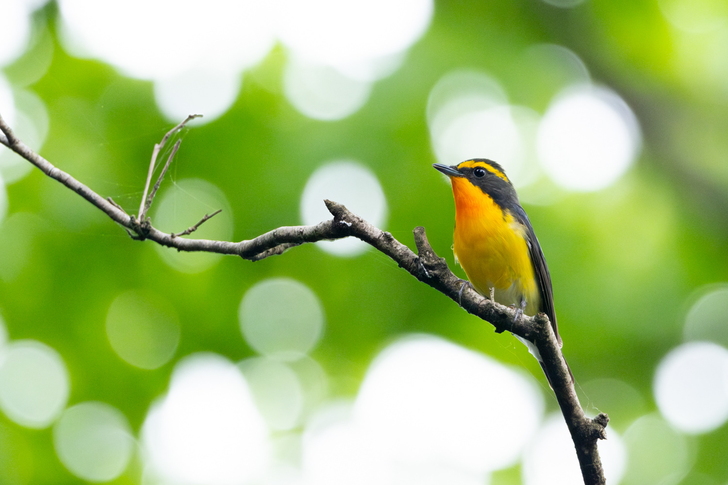 Narcissus flycatcher (Ficedula narcissina)