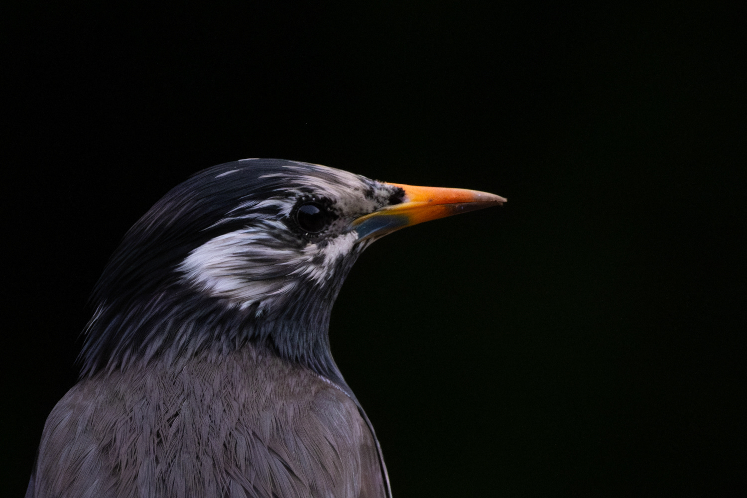White-cheeked starling (Spodiopsar cineraceus) 