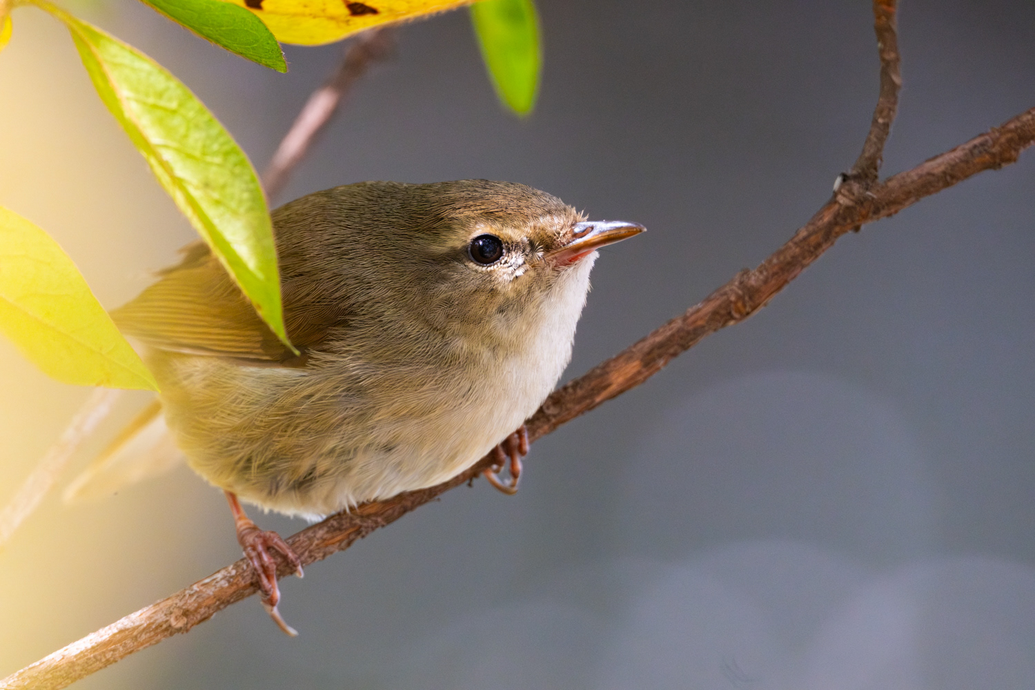 Japanese bush warbler (Horornis diphone)