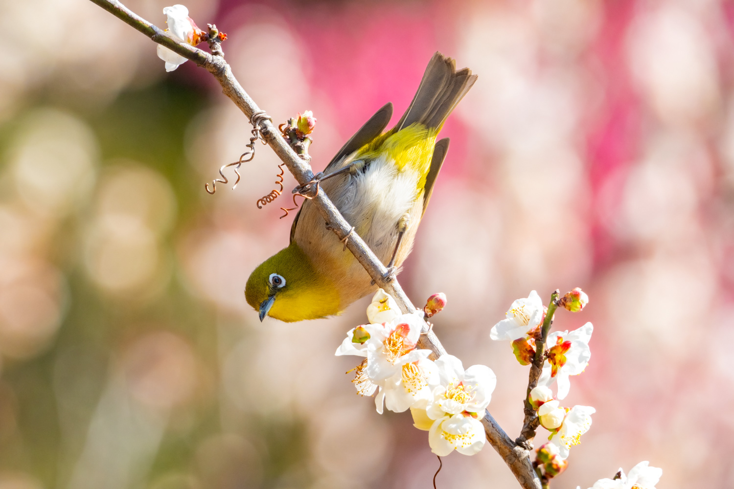 Warbling white-eye (Zosterops japonicus)