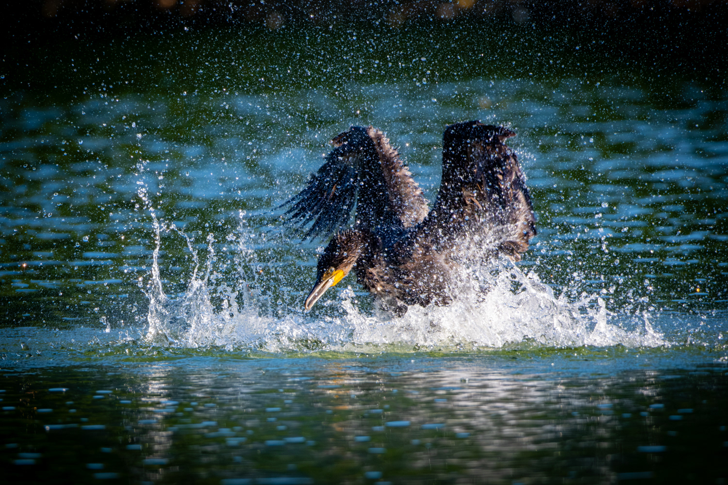 Great cormorant (Phalacrocorax carbo)
