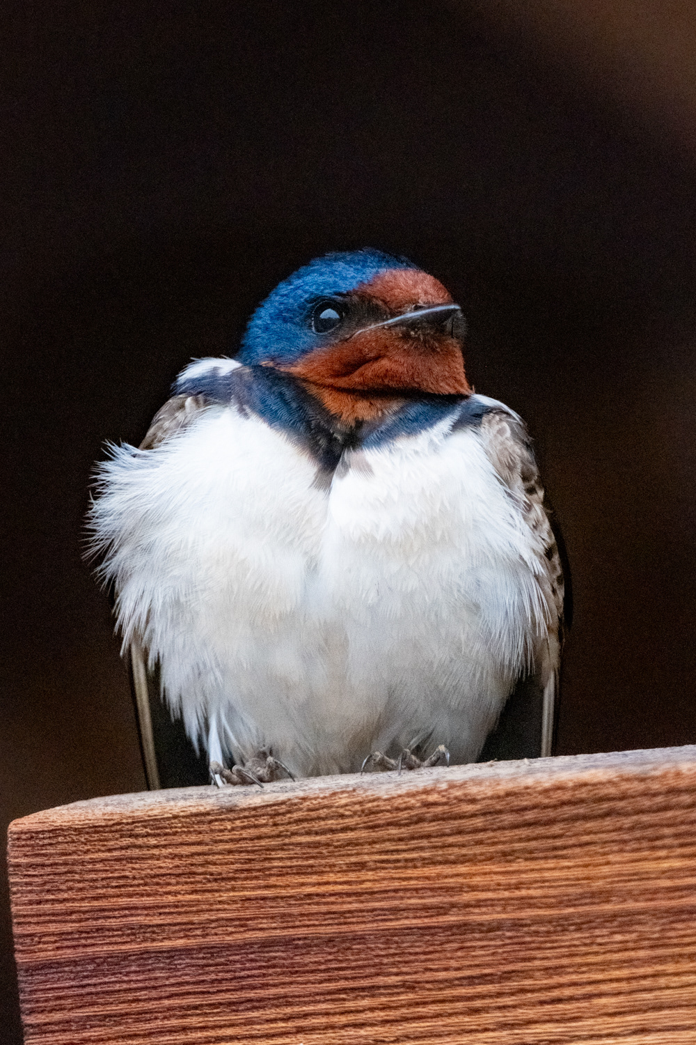 Barn swallow (Hirunda rustica)