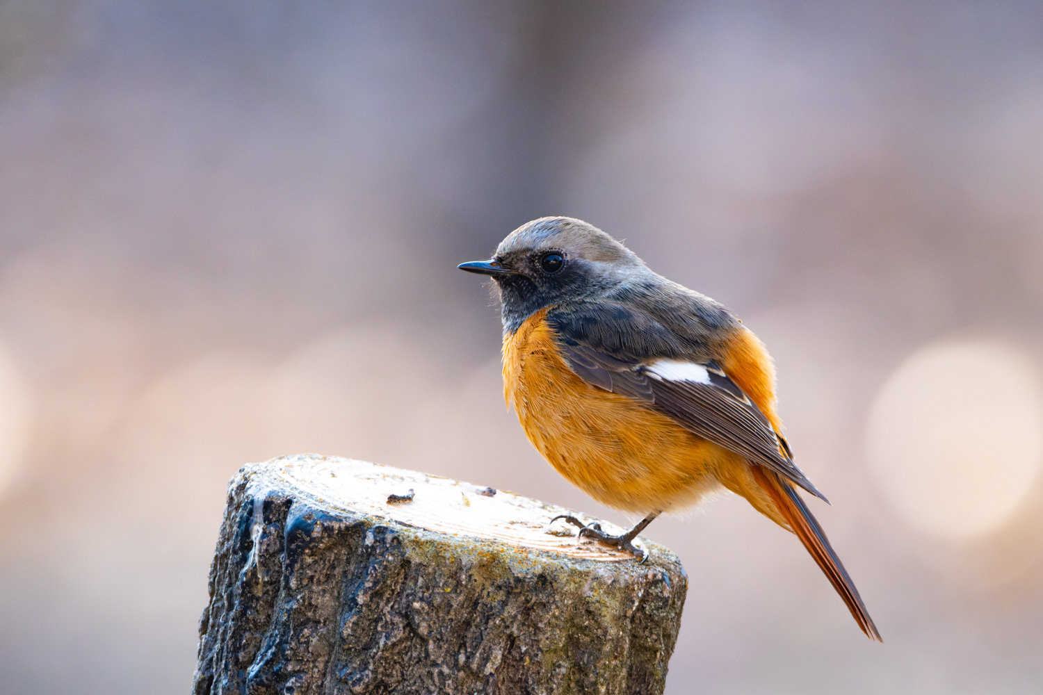 Daurian redstart male (Phoenicurus auroreus)