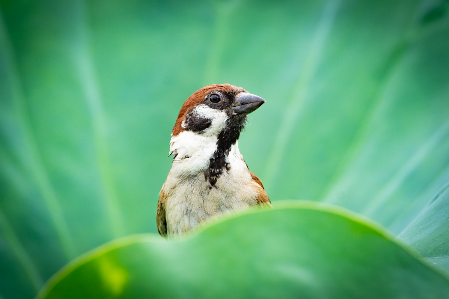 Tree sparrow (Passer montanus)