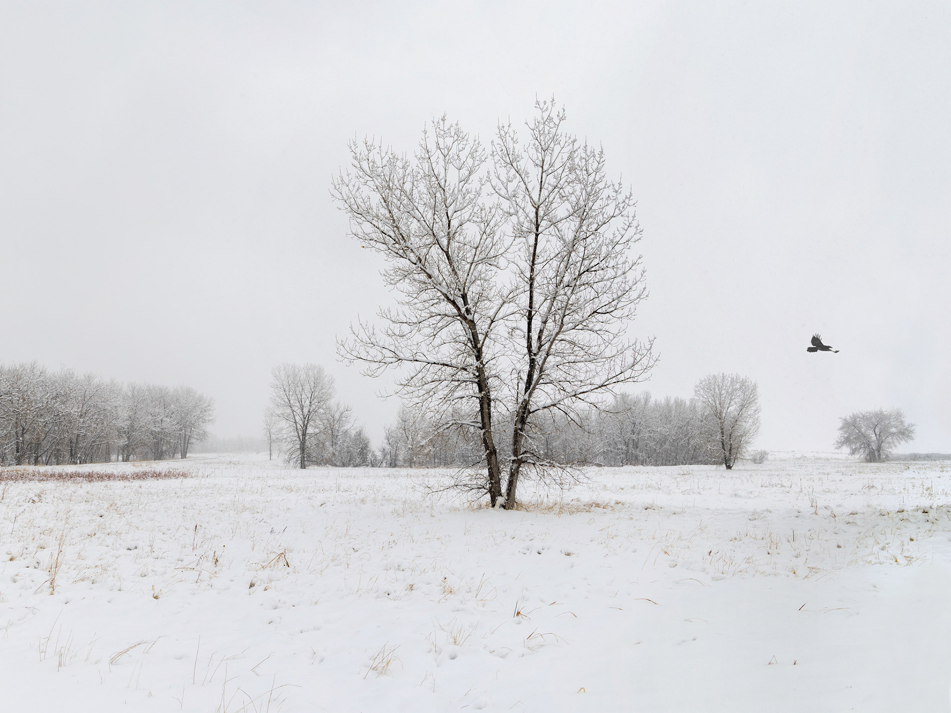 Snow Crow