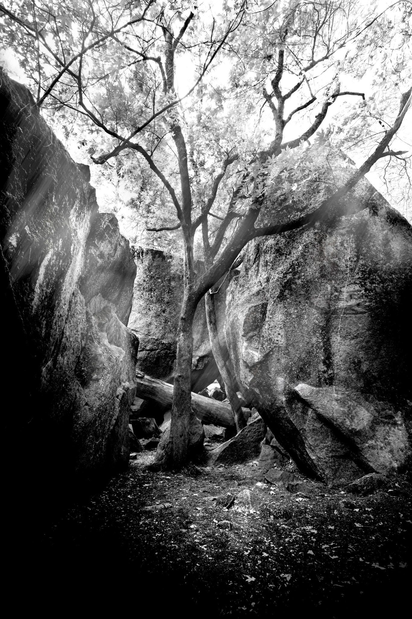 Between the Ancients