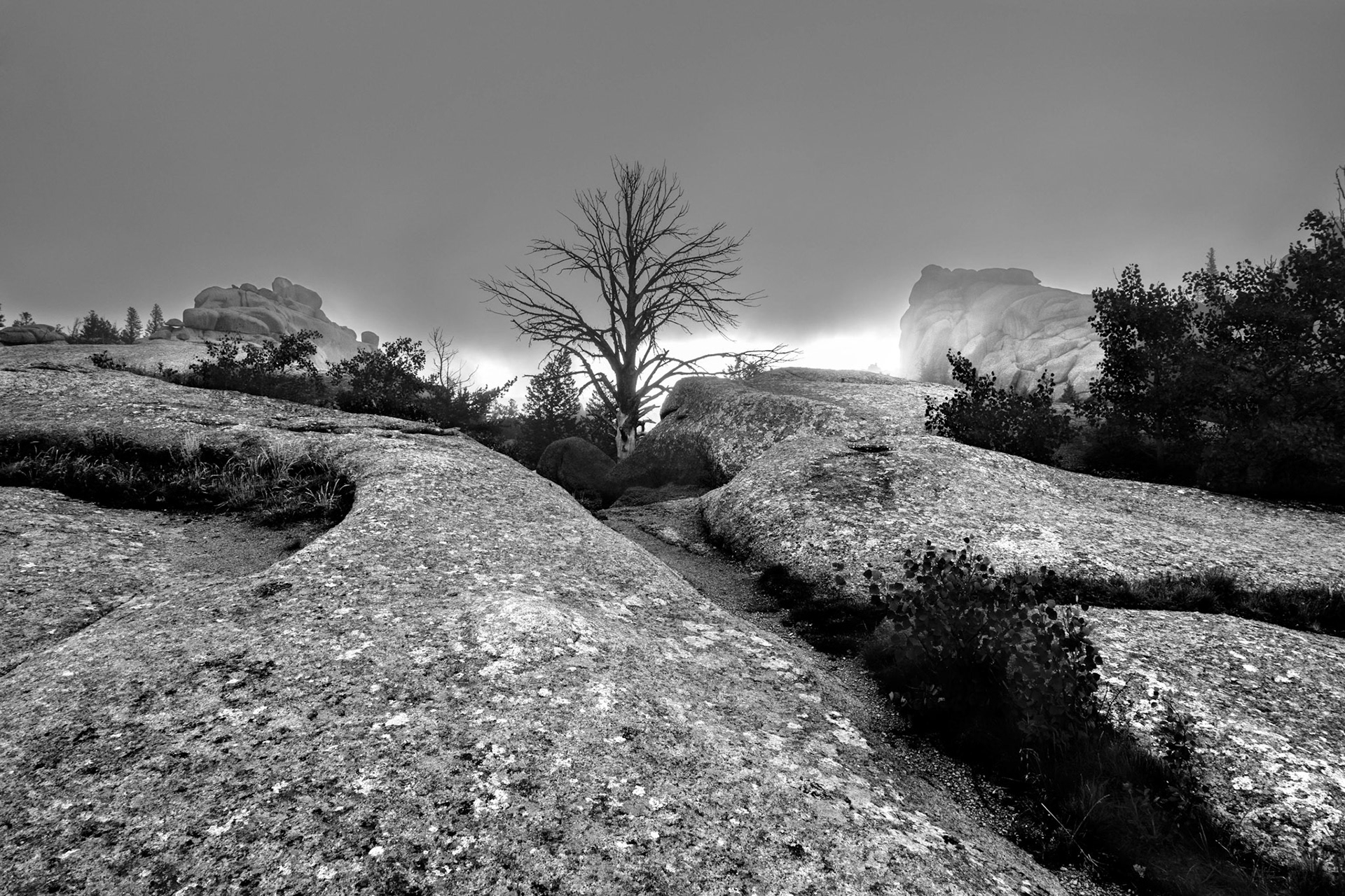 The Lookout