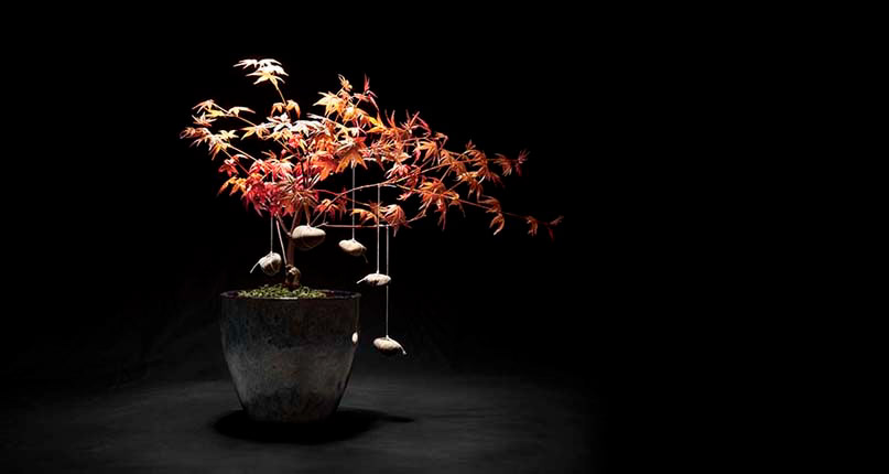 Tending My Grandmother's Garden: Maple 2016