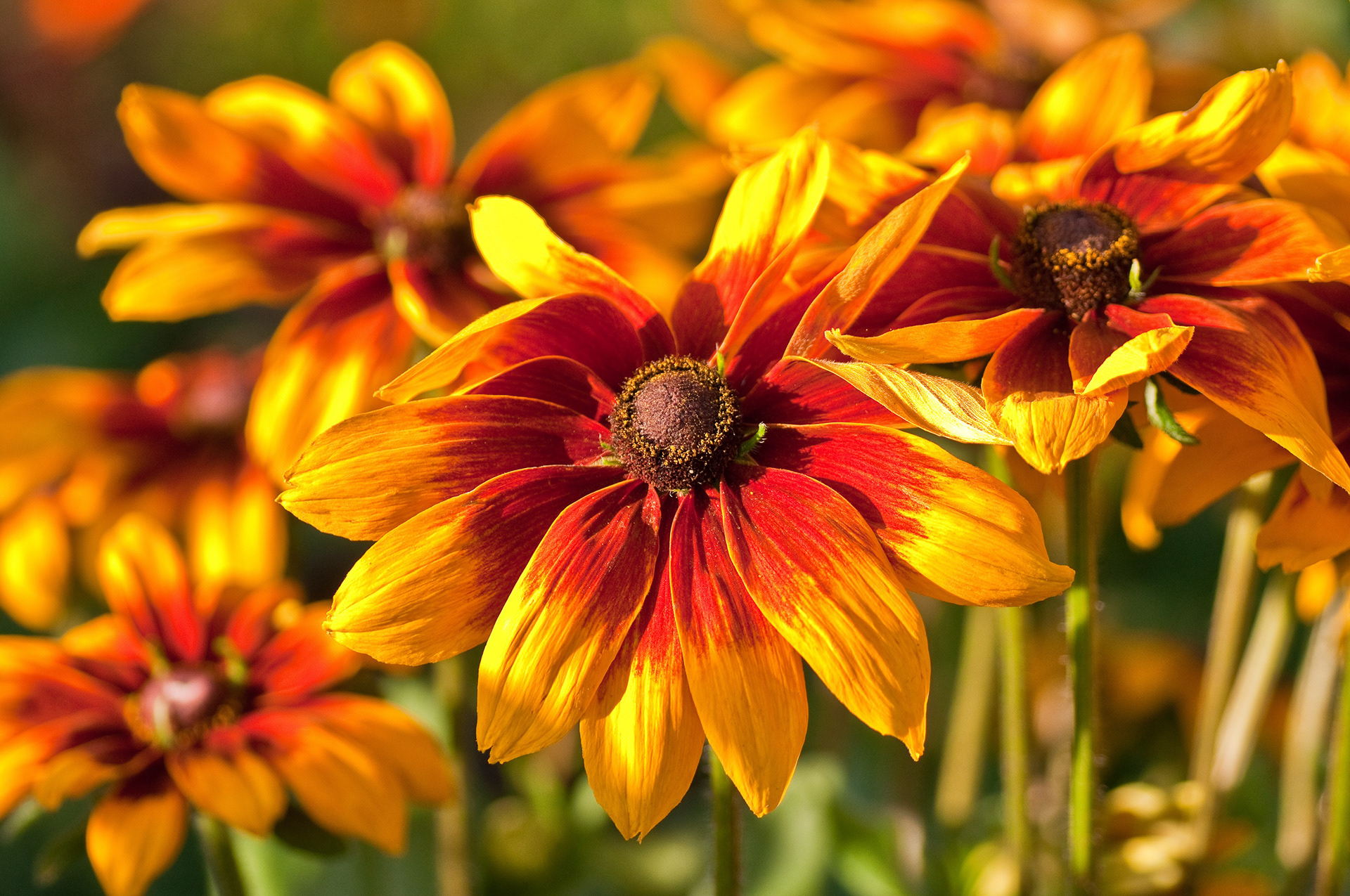 Rudbeckia! - Of all the hybrid species of Daisies, this is my favorite. The rusty rings around the petals are fetching to the eyes, and the central group of florets look like a chocolate cupcake.
