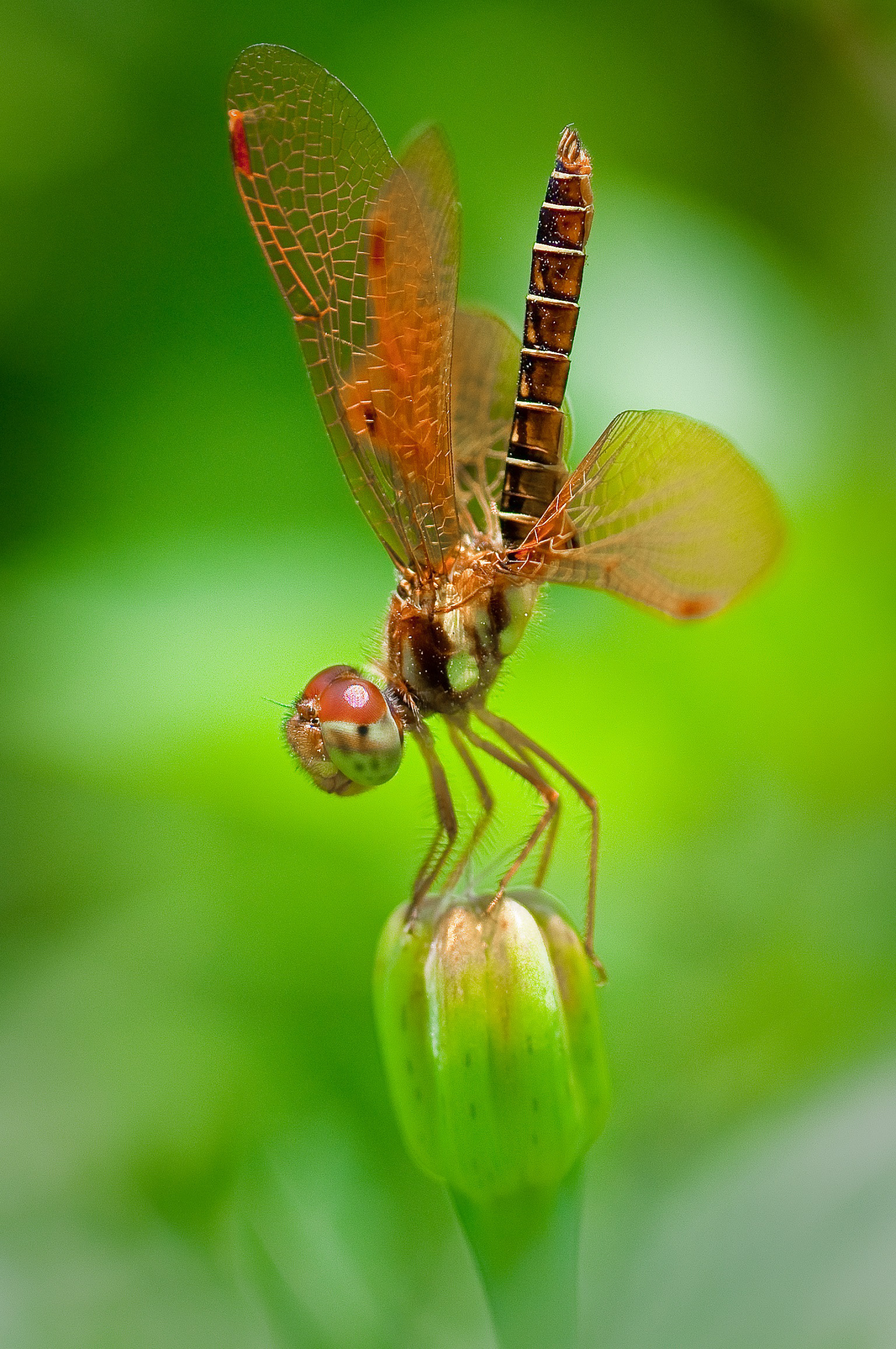 World's Fairy -  Eastern Amberwing Perithemis tenera (male)