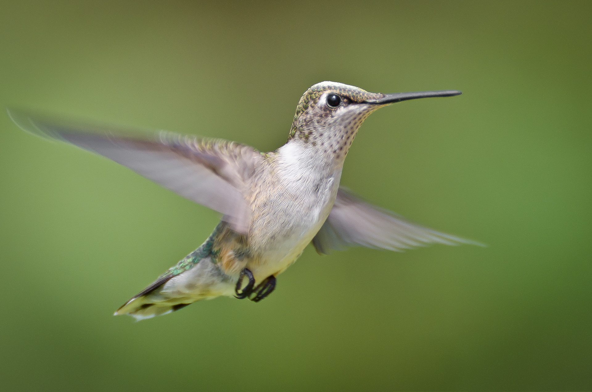 Ruby-throated hummingbird