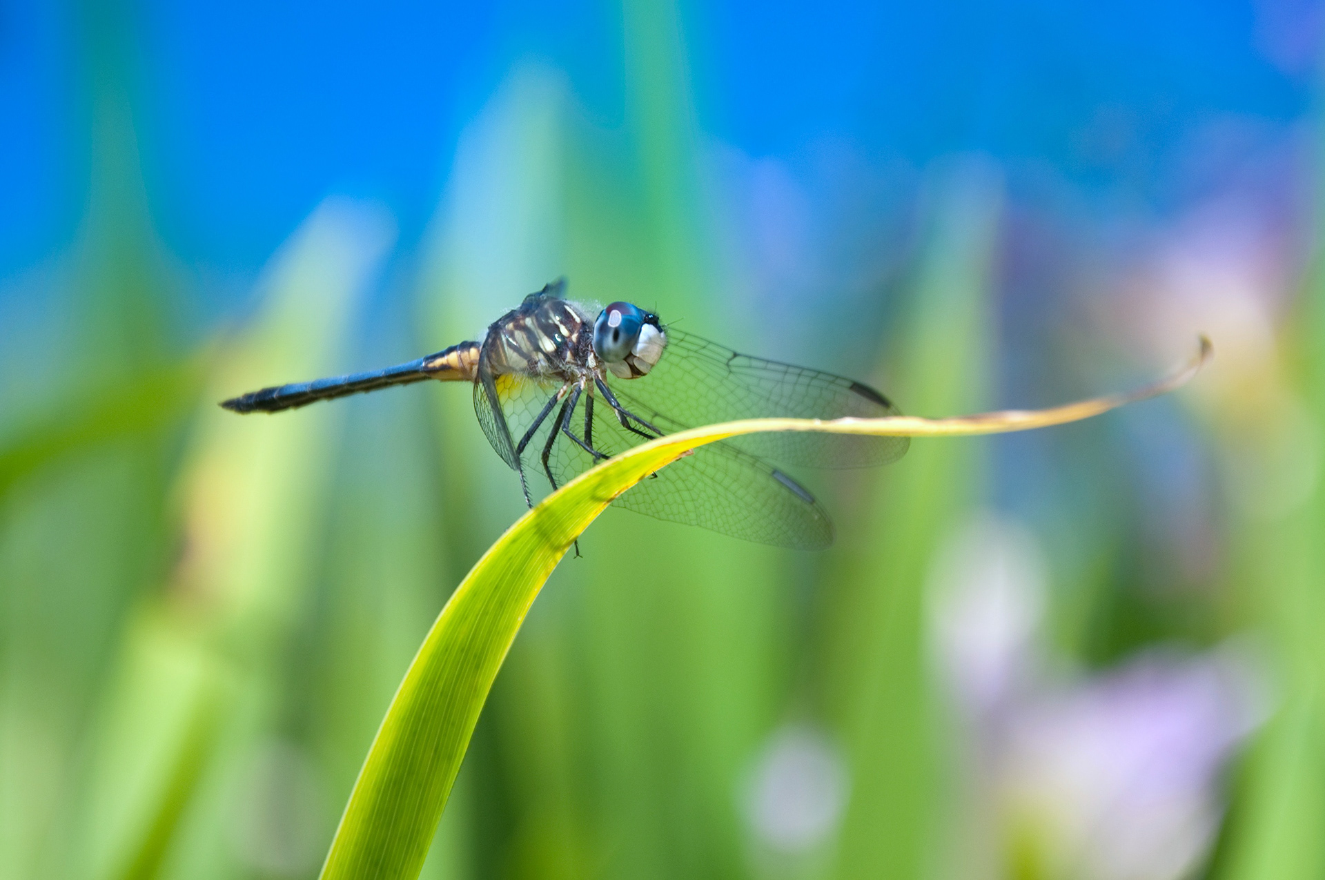 Ride 'em, Flyboy! - BLUE DASHER Pachydiplax longipennis (male)  Wind gusts were upwards of 12 mph today, but this little dragonfly held to his perch like a rodeo cowboy!