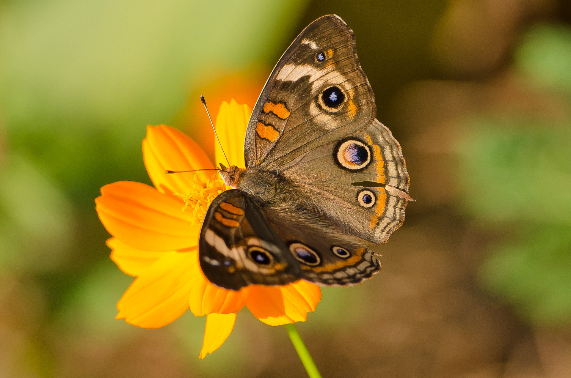 Sipping Sunshine from the Cosmos - A beautiful mangrove buckeye (Junonia evarete) stops for a drink atop a Cosmos flower during dusk's golden hour.
