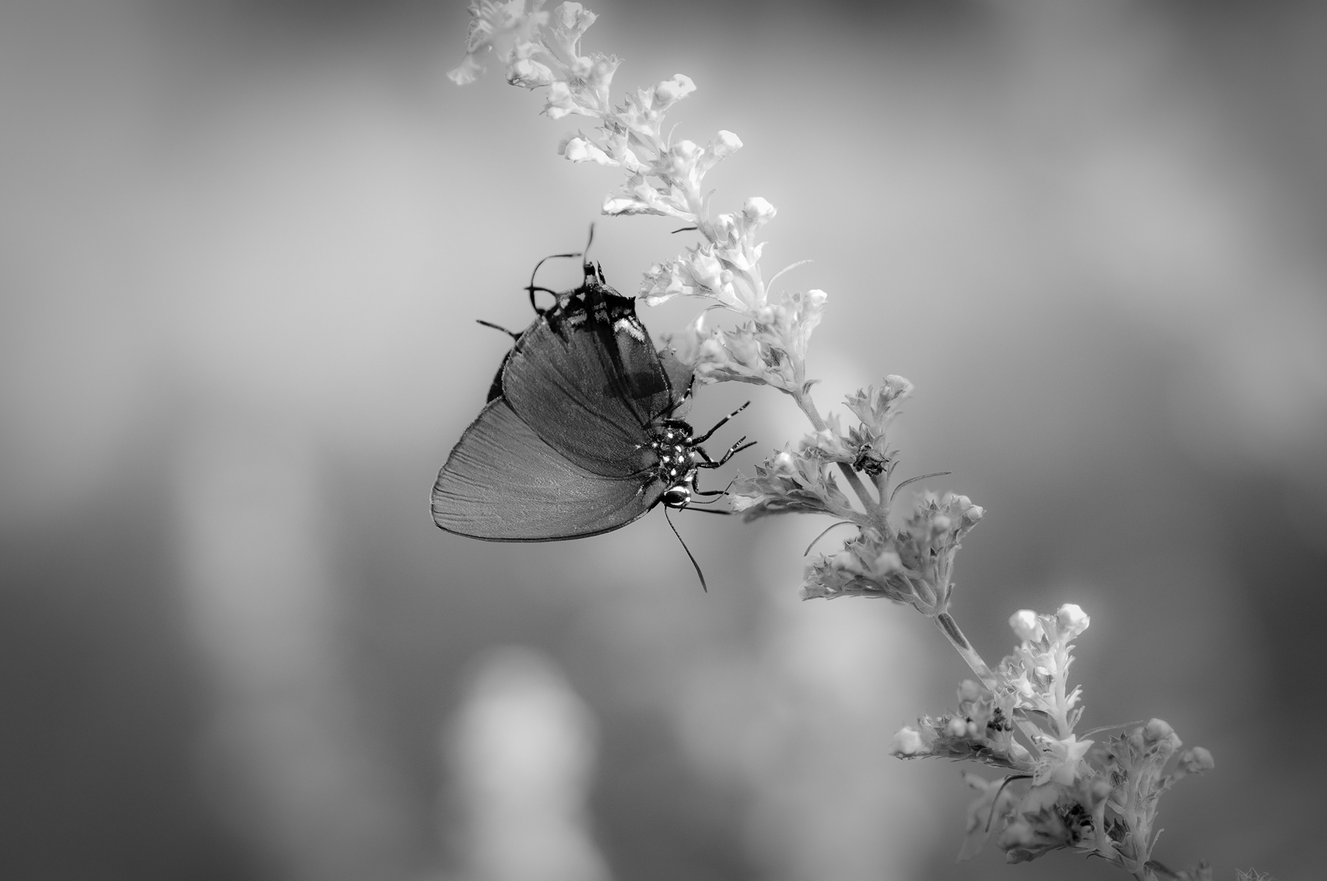 Poem for a Butterfly - Amidst droning bees arrived a butterfly turning chants into symphonies