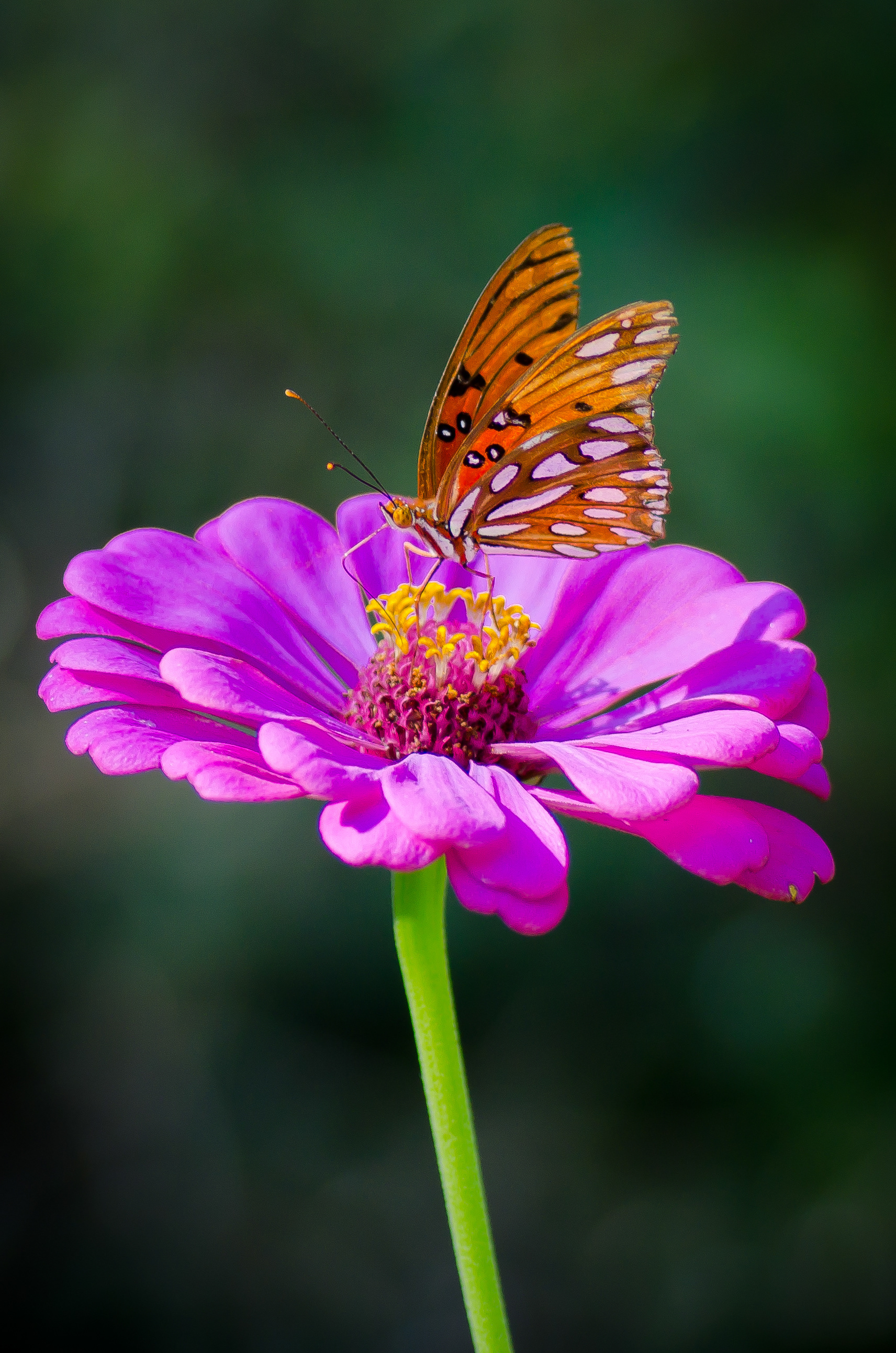 Sweetest Purple - A Gulf Fritillary drinks nectar from a flower on a sweltering late-August afternoon in Baton Rouge, LA.