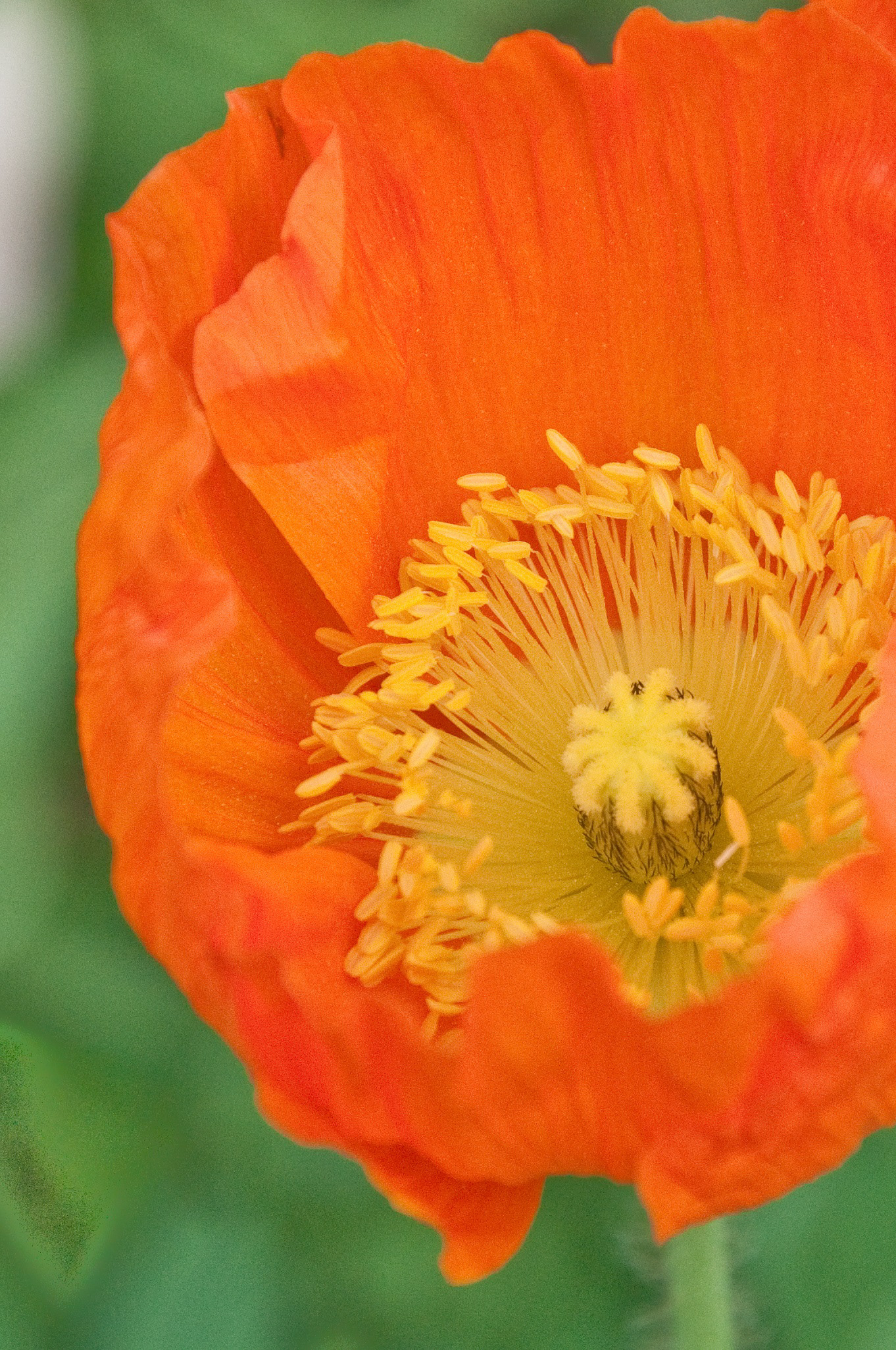 Heart of California - ORANGE CALIFORNIA POPPY Eschscholzia californica  - Orange poppies are so vibrant that they steal your eyes from other flowers around them. It’s as if they self-luminate to shine light right back at the Sun. Such radiant flora!