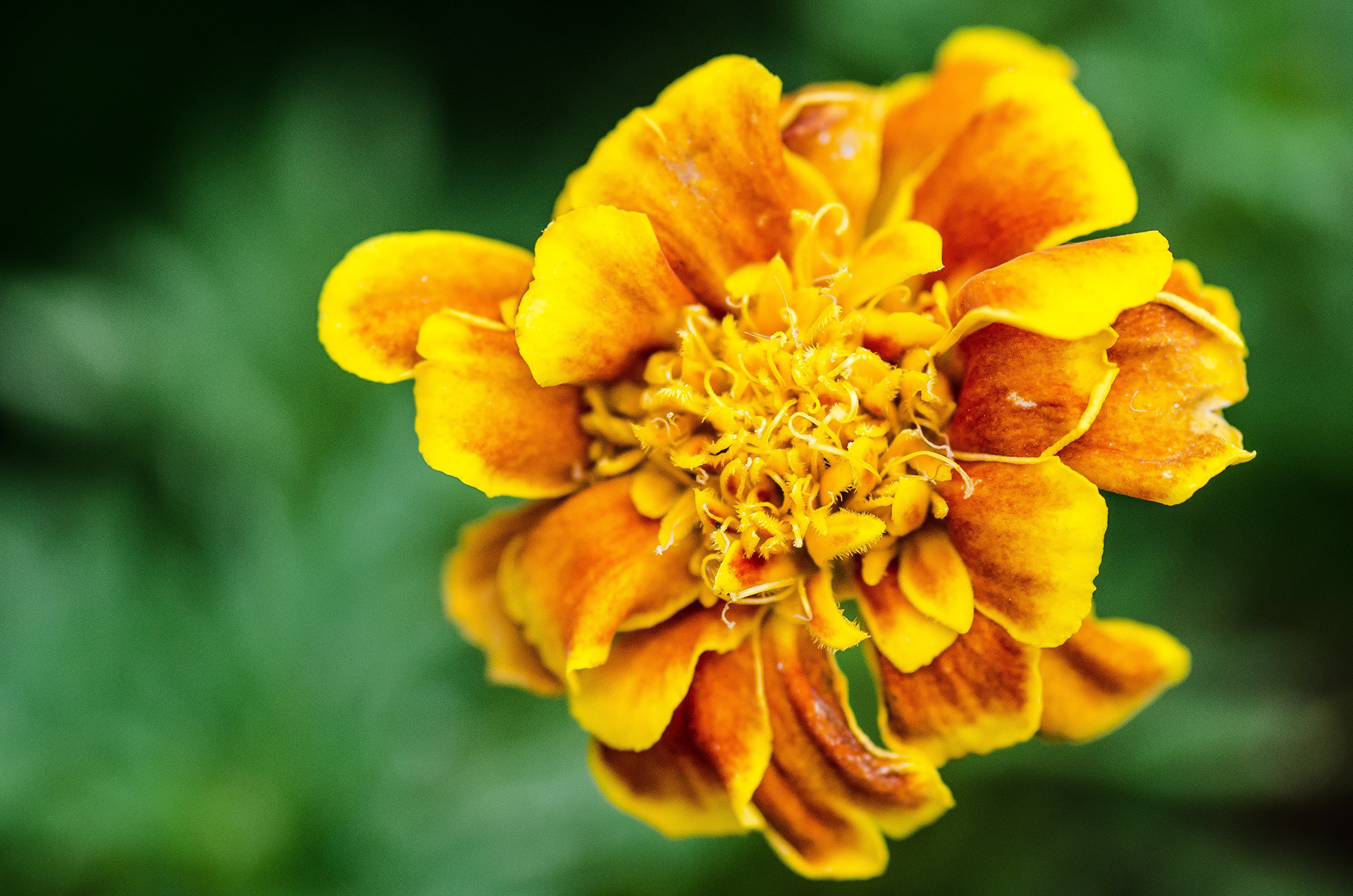 Marigold Fading