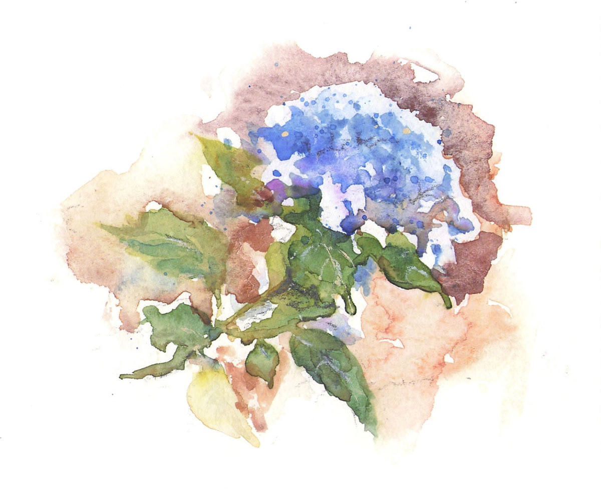 紫陽花