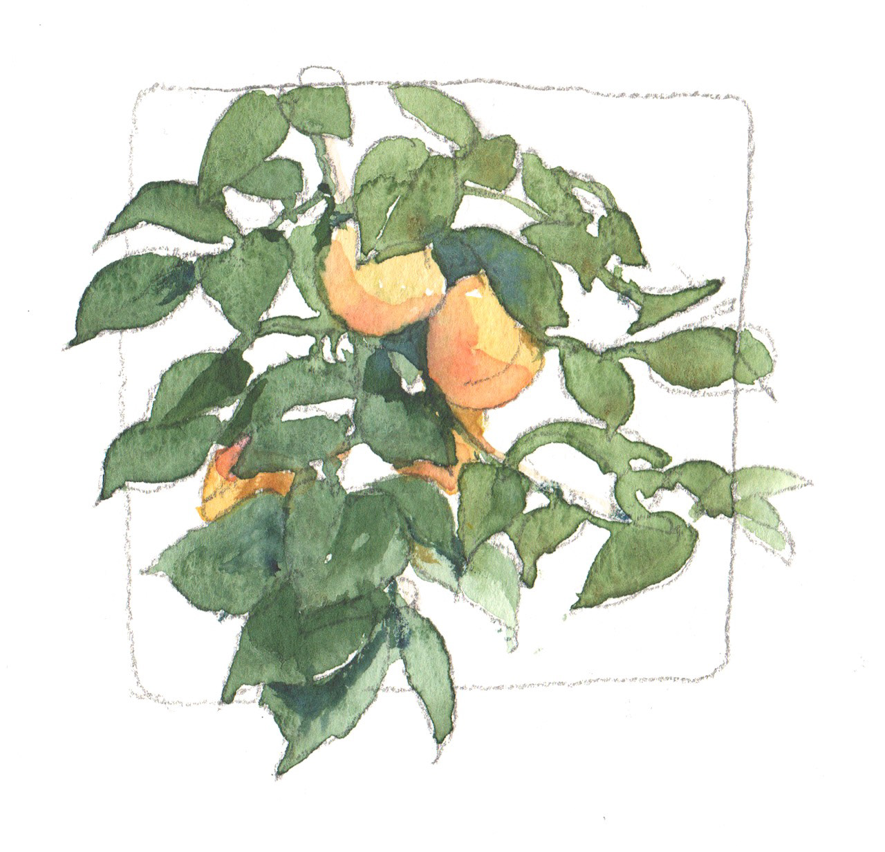 オレンジの果物 The Orange Fruits 10.5 x 10.5 cm