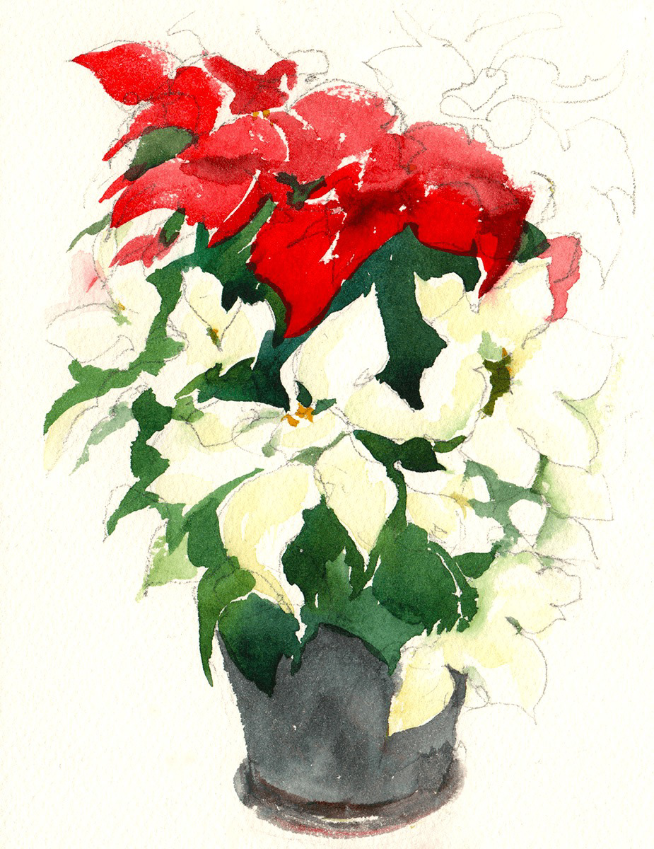 ポインセチア Poinsettia