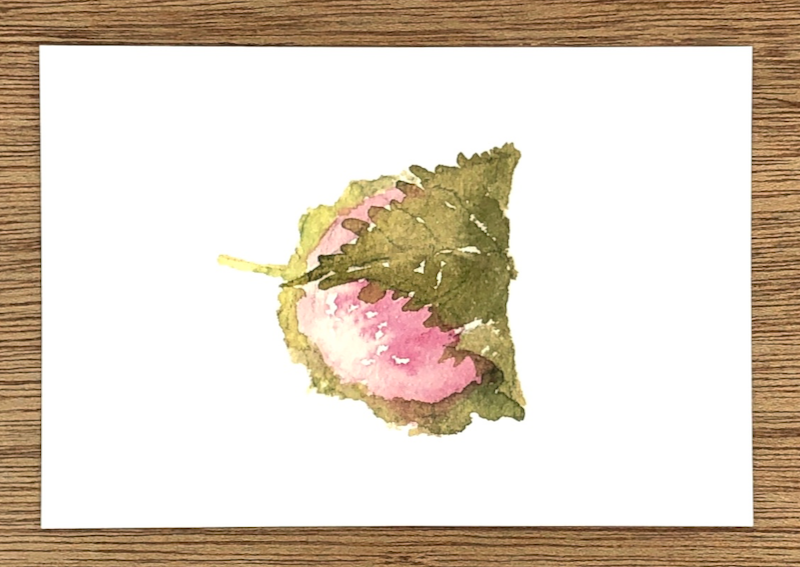 さくらもち Sakura Mochi RIce Cake