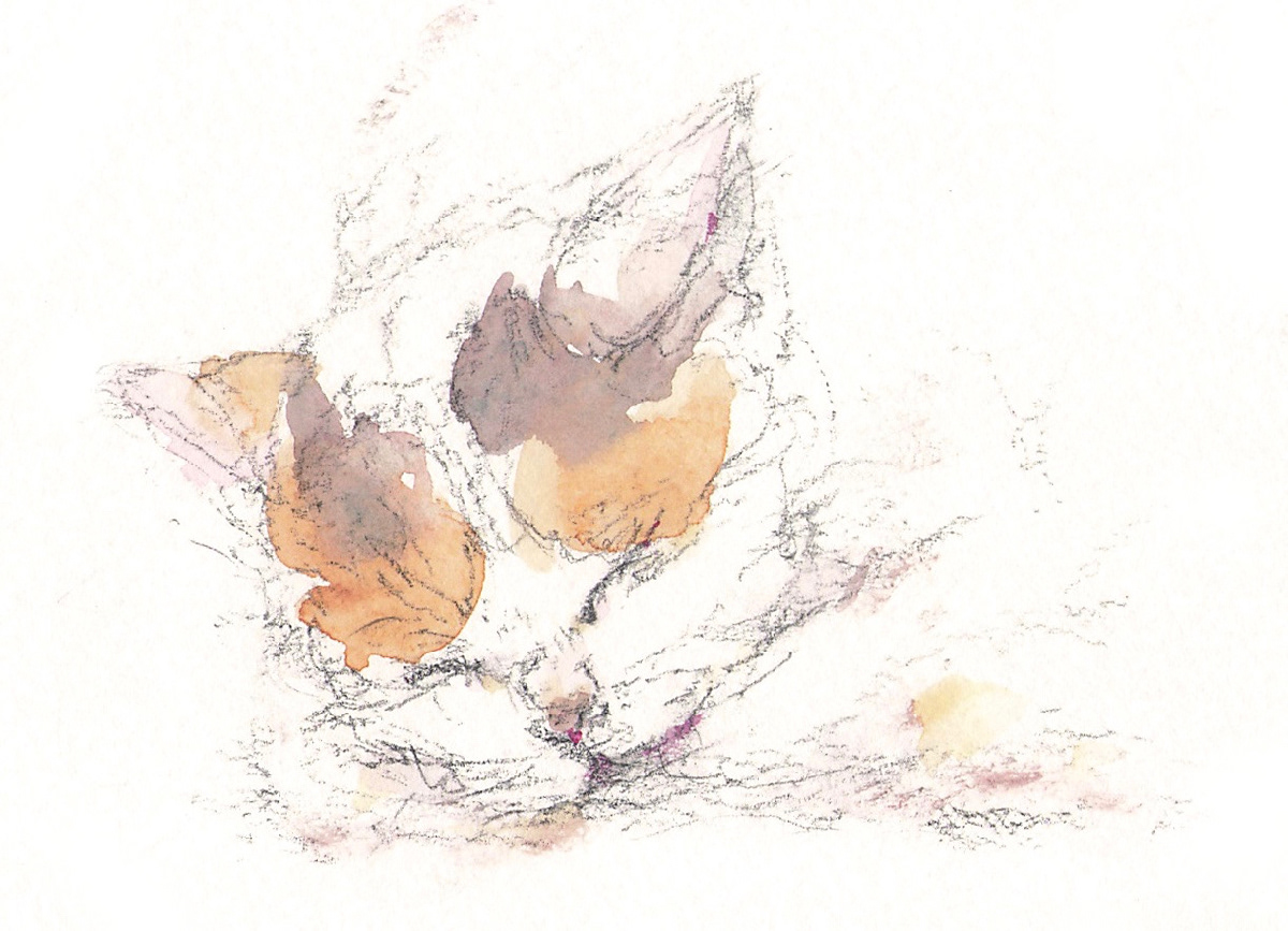 ねこ