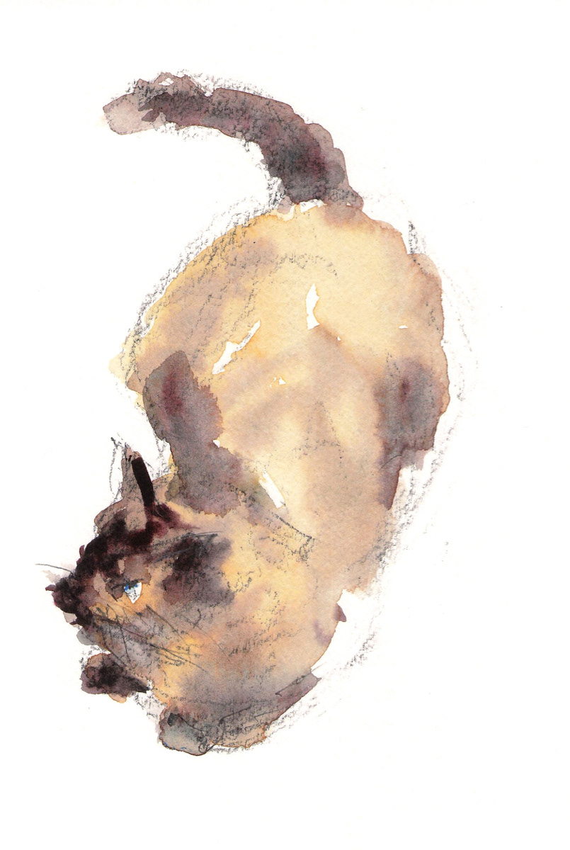 ねこ