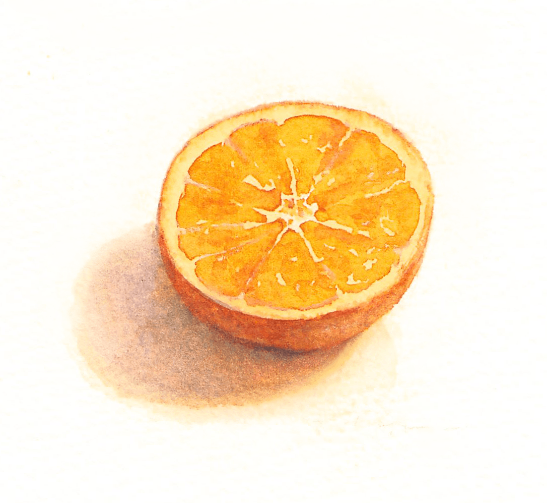 半分に切ったオレンジ Orange cut in half (9 x 8.5 cm)