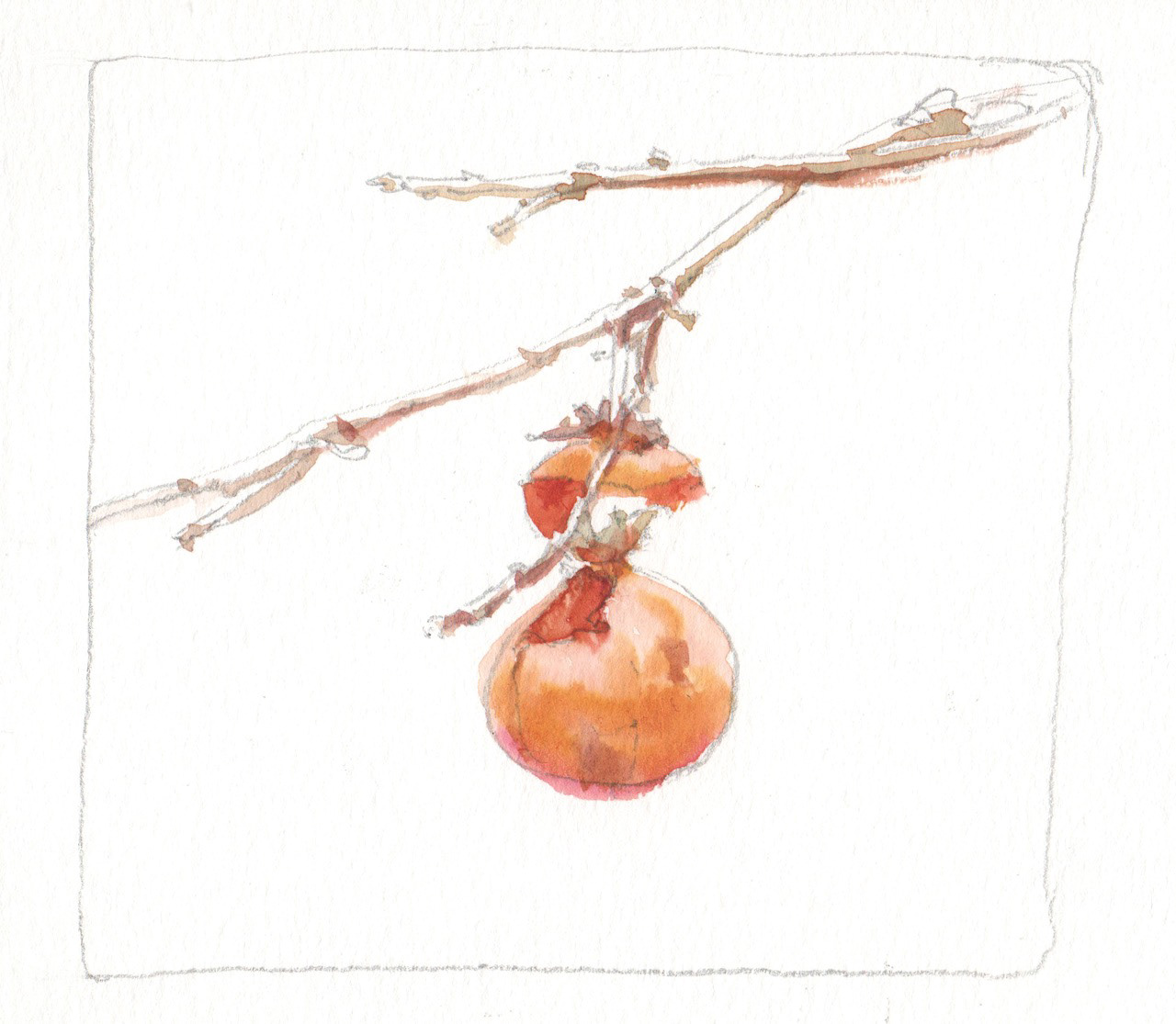 とりがつついた柿 Persimmons Poked By Birds 14 x 12.5 cm