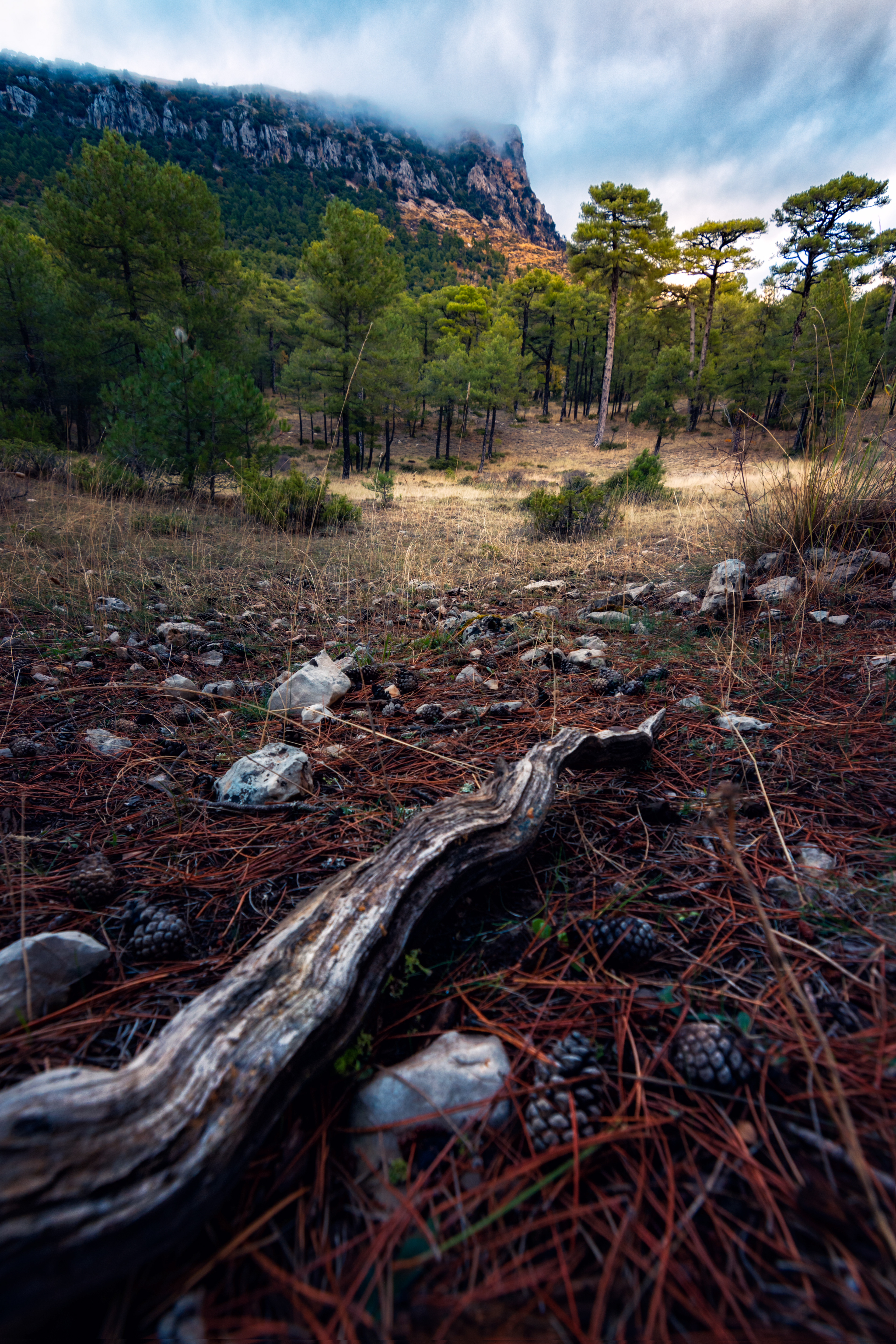 OTOÑO EN EL CAMPILLO