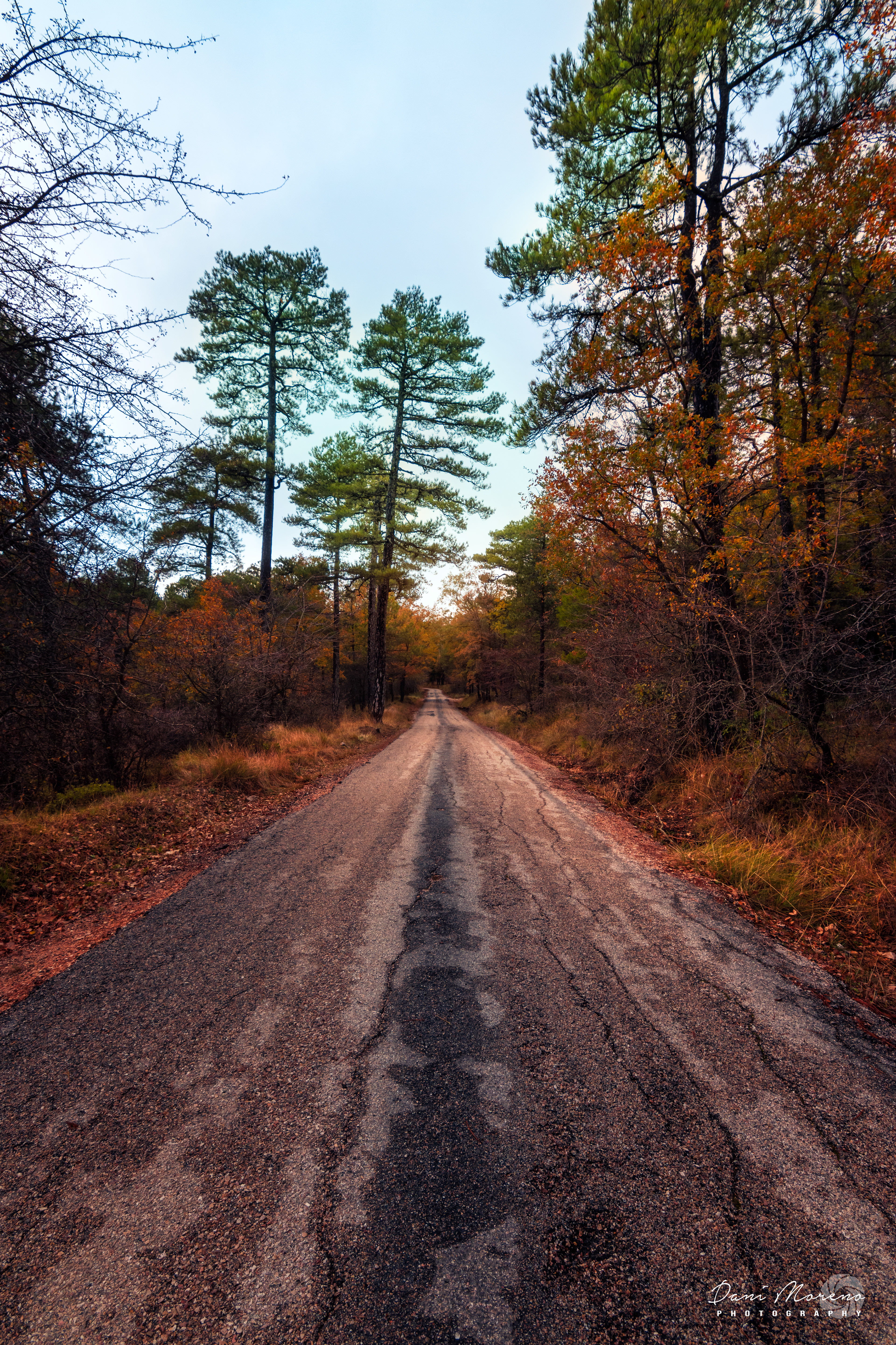OTOÑO EN EL CAMPILLO