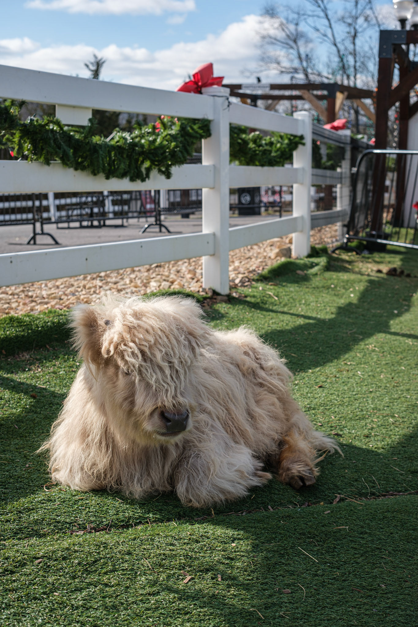 Highland Cow
