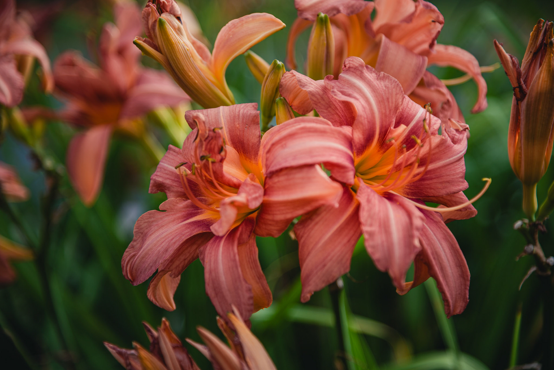 Pink and Orange