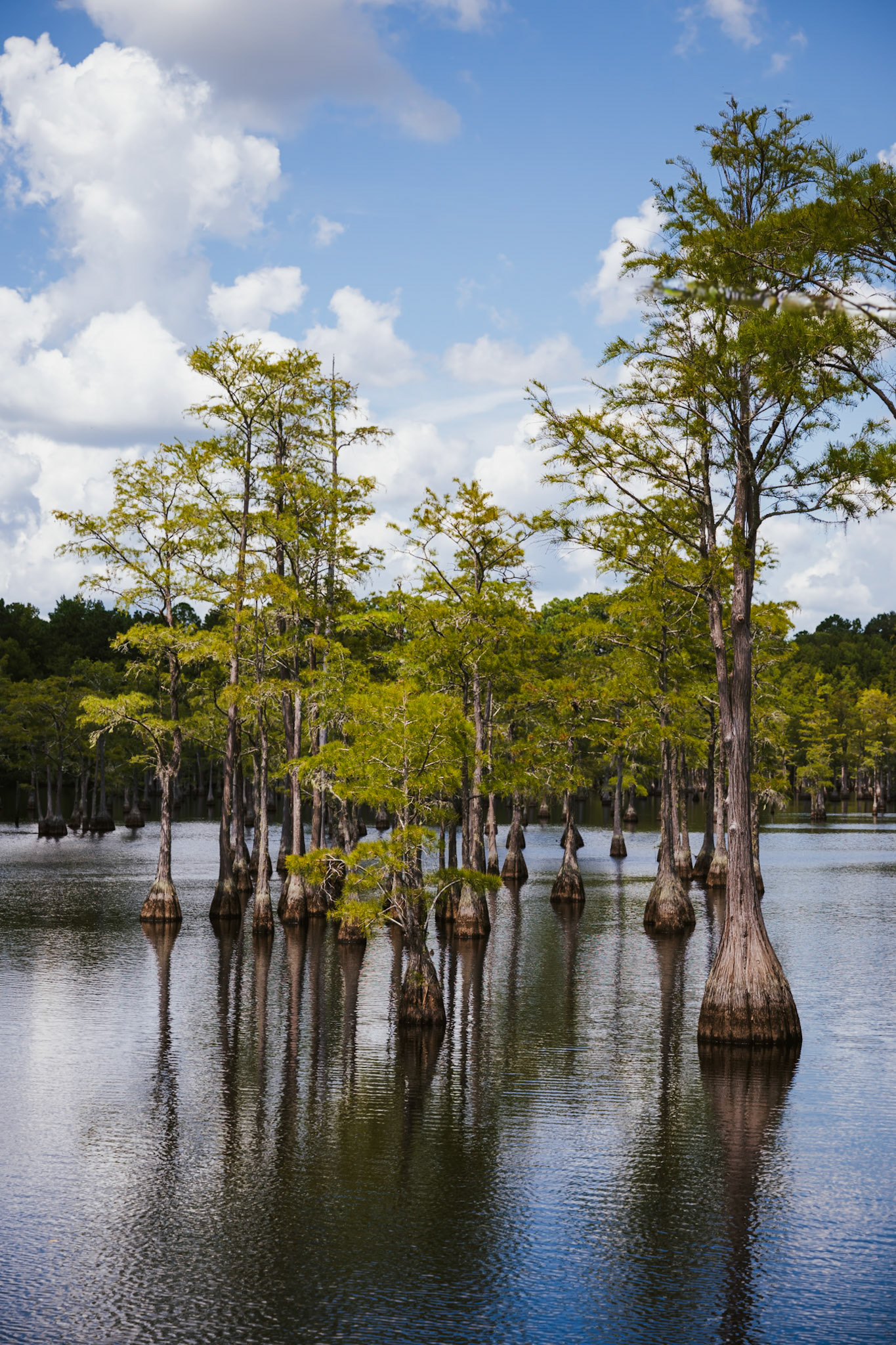 The Trees
