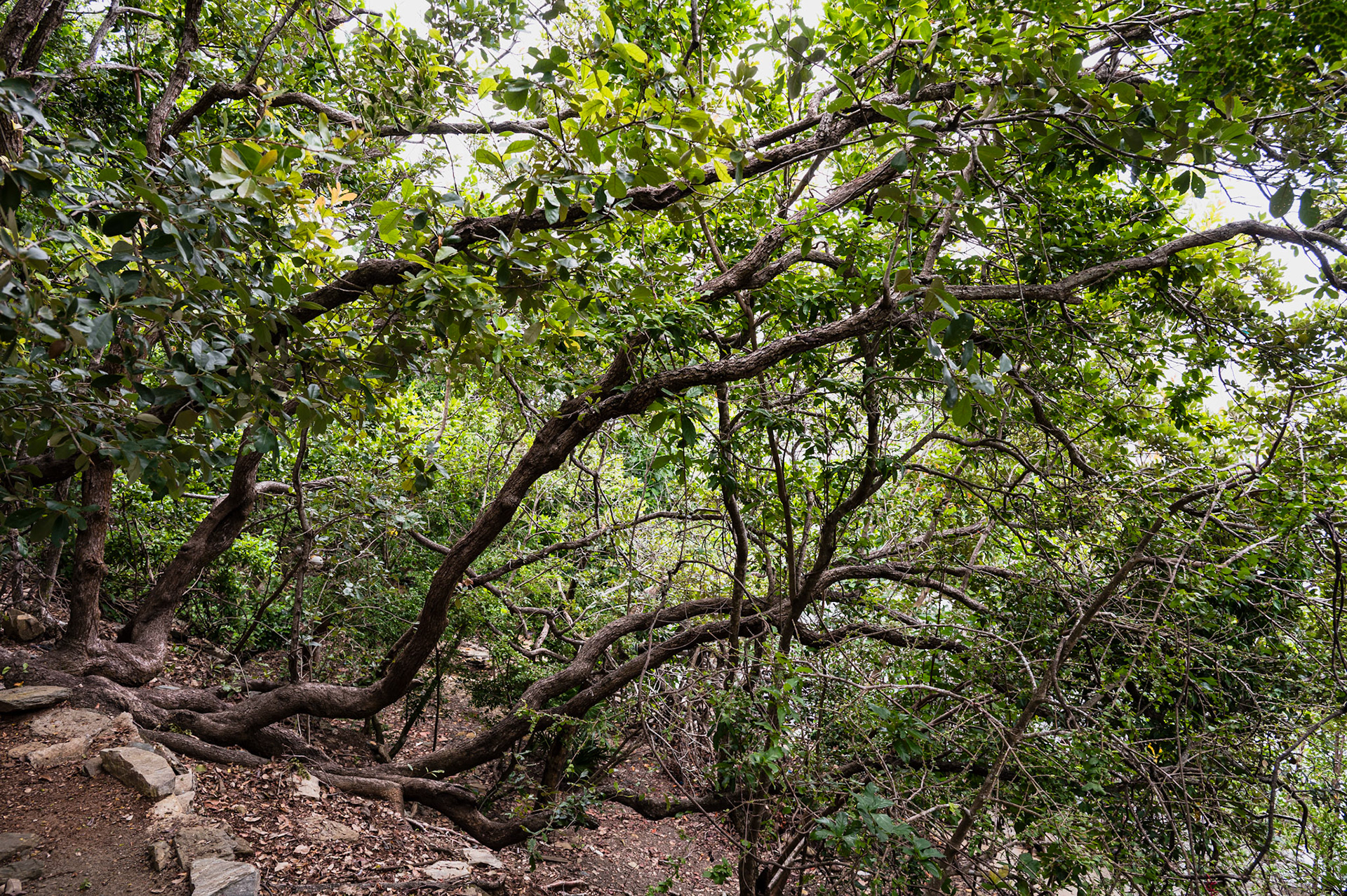 Trees