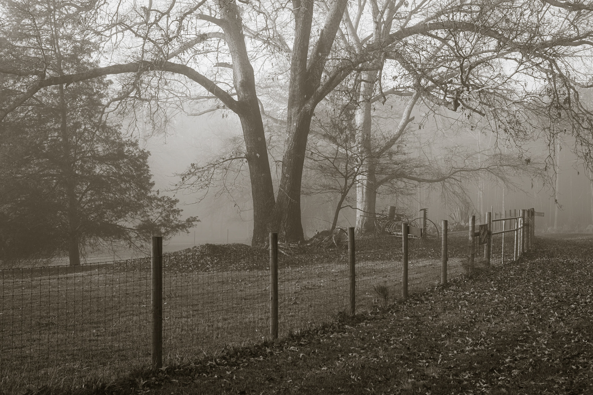 Foggy Morning