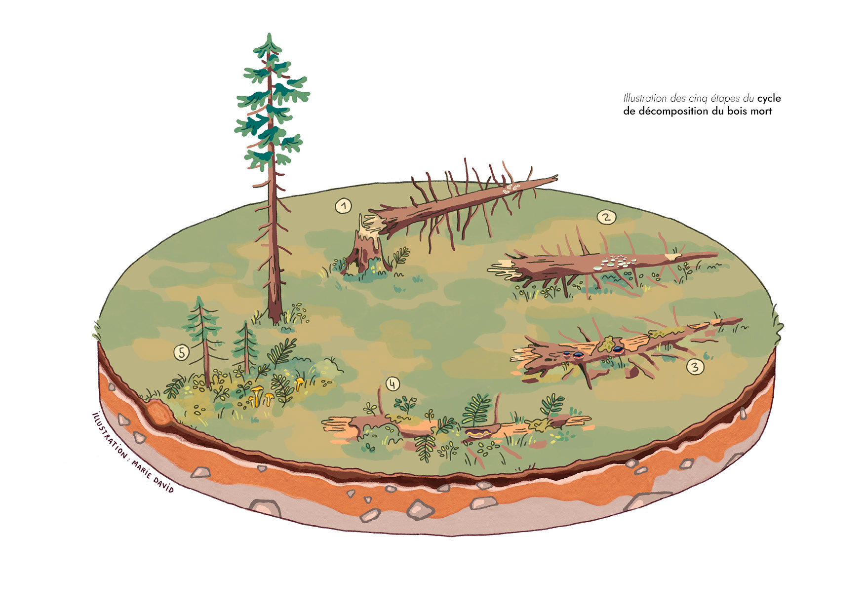 wood decomposition, décomposition du bois